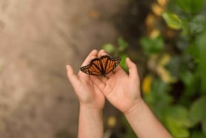 Zanzibar: Butterfly, Stone Town & Prison Island Excursion