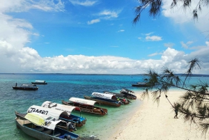 Zanzibar: Changuu Island og steinbyen med lunsj