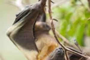 Zanzibar: Chapwani Island Sunset & Giant Bat Watching Tour