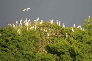 Zanzibar: Chapwani Island Sunset & Giant Bat Watching Tour