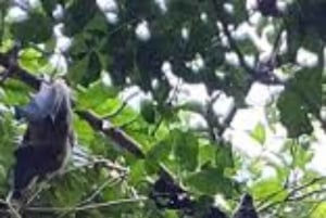 Zanzibar: Chapwani Island Sunset & Giant Bat Watching Tour