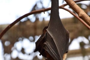 Zanzibar: Chapwani Island Sunset & Giant Bat Watching Tour