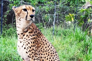 Zanzibar: tour di Cheetah Rock Wildlife e VIP Otters Experience