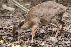 Zanzibar: tour di Cheetah Rock Wildlife e VIP Otters Experience