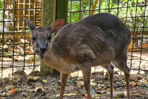 Zanzibar: tour di Cheetah Rock Wildlife e VIP Otters Experience