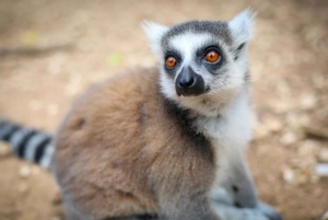 Zanzibar: tour di Cheetah Rock Wildlife e VIP Otters Experience