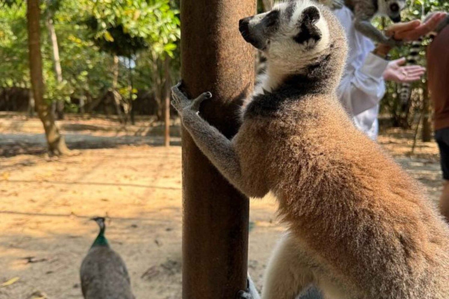 Sisään Zanzibarin villieläinten maailmaan: Gepardin kallio ja VIP-saarikarhu