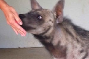 Zanzibar: Möt geparden på klippan och VIP-uttersafari