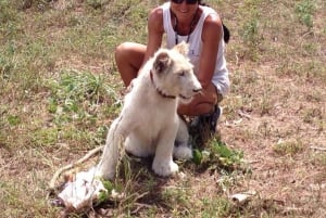 Zanzibar: Möt geparden på klippan och VIP-uttersafari