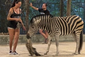 Sisään Zanzibarin villieläinten maailmaan: Gepardin kallio ja VIP-saarikarhu