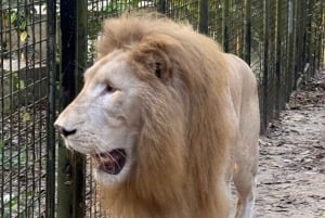 Sisään Zanzibarin villieläinten maailmaan: Gepardin kallio ja VIP-saarikarhu