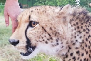 Sisään Zanzibarin villieläinten maailmaan: Gepardin kallio ja VIP-saarikarhu