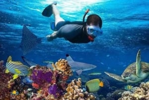 ザンジバル：サラーム洞窟水族館でカメと泳ぐ