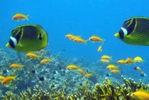 ザンジバル：サラーム洞窟水族館でカメと泳ぐ