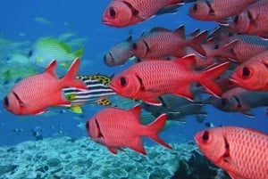 ザンジバル：サラーム洞窟水族館でカメと泳ぐ