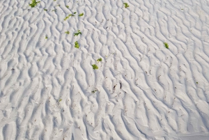 Zanzibar City: Nakupenda Sandbank Tour