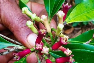 Miasto Zanzibar: wycieczka po farmie przypraw