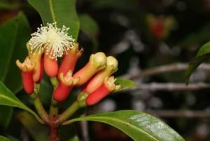 Miasto Zanzibar: wycieczka po farmie przypraw