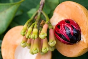 Miasto Zanzibar: wycieczka po farmie przypraw