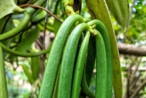 Miasto Zanzibar: wycieczka po farmie przypraw