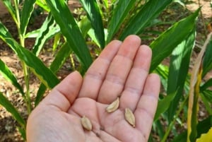 Miasto Zanzibar: wycieczka po farmie przypraw