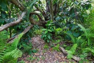 Miasto Zanzibar: wycieczka po farmie przypraw