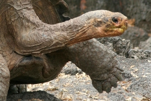 Sansibar: Städtetour, Gefängnisinsel & Nakupenda mit Barbecue
