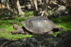 Sansibar: Städtetour, Gefängnisinsel & Nakupenda mit Barbecue