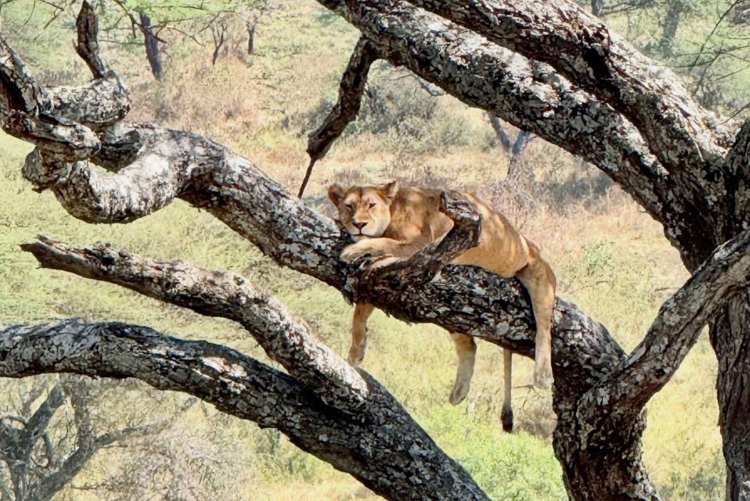 Zanzibar: klassinen mukavuussafari, Tarangire ja Ngorongoro
