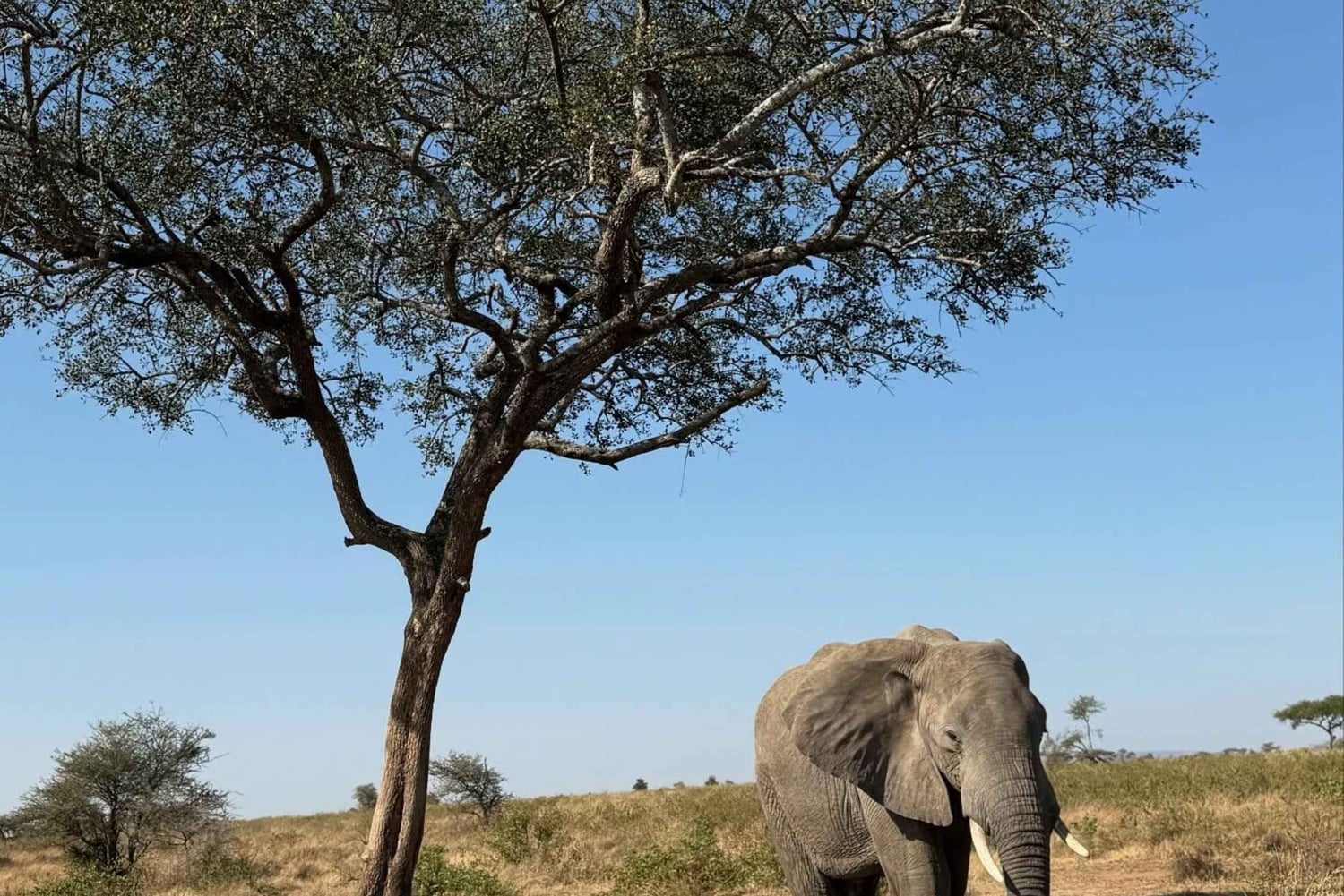 Zanzibar: klassinen mukavuussafari, Tarangire ja Ngorongoro