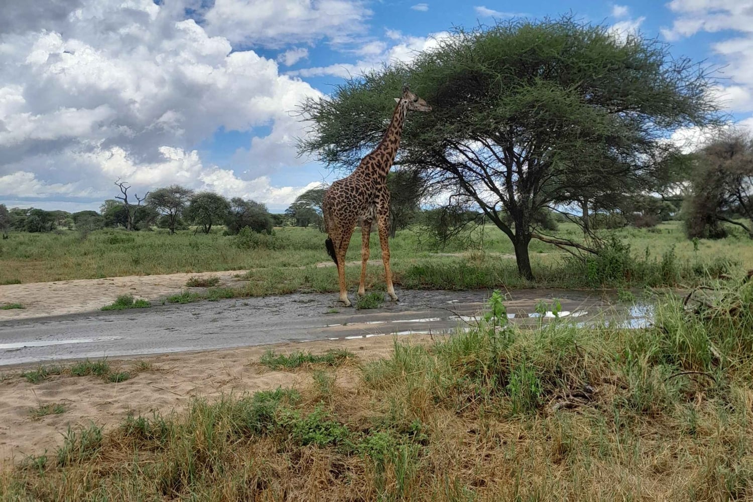 Zanzibar: klassinen mukavuussafari, Tarangire ja Ngorongoro