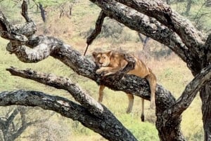 Zanzibar: klassinen mukavuussafari, Tarangire ja Ngorongoro