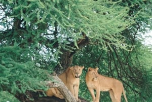 Zanzibar: klassinen mukavuussafari, Tarangire ja Ngorongoro