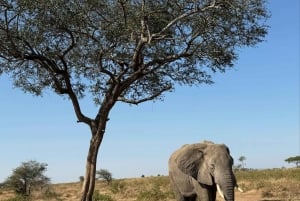 Zanzibar: klassinen mukavuussafari, Tarangire ja Ngorongoro