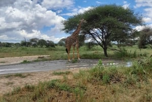 Zanzibar: klassinen mukavuussafari, Tarangire ja Ngorongoro