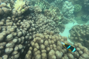 Занзибар Классик Риф Подводная лодка, морские впечатления Тур