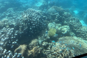 Занзибар Классик Риф Подводная лодка, морские впечатления Тур