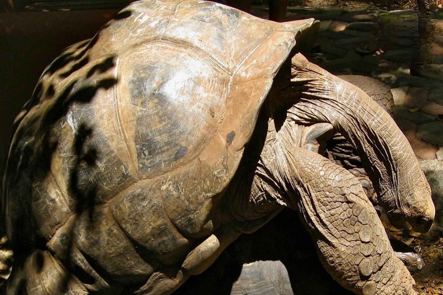 Zanzibar: Stone Town i Prison Island – prywatna wycieczka z lunchem