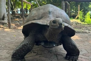 Zanzibar: Stone Town i Prison Island – prywatna wycieczka z lunchem