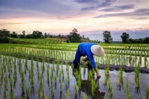 Zanzíbar: plantación de cocoteros, granja de arroz y visita a las cuevas