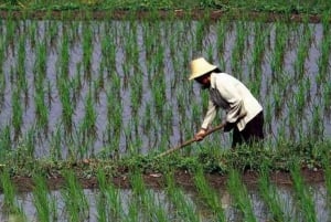 Zanzíbar: plantación de cocoteros, granja de arroz y visita a las cuevas