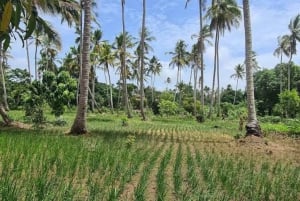 Zanzibar: Excursão à plantação de cocos e cruzeiro guiado ao pôr do sol