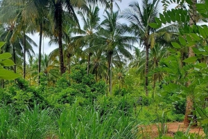 Zanzibar: Excursão à plantação de cocos e cruzeiro guiado ao pôr do sol