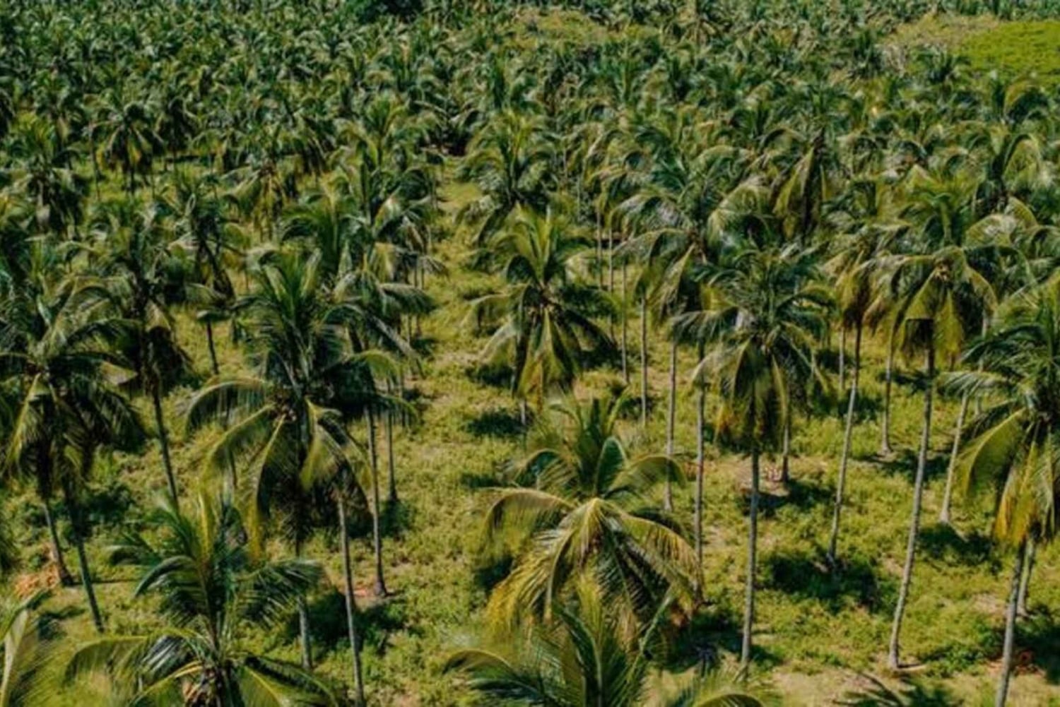Zanzibar: Coconut Plantation Tour with Coconut Tasting