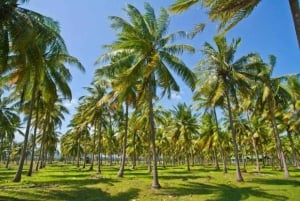 Zanzibar: Coconut Plantation Tour with Coconut Tasting