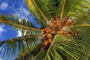Zanzibar: Coconut Plantation Tour with Coconut Tasting