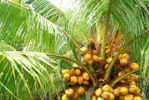Zanzibar: Coconut Plantation Tour with Coconut Tasting