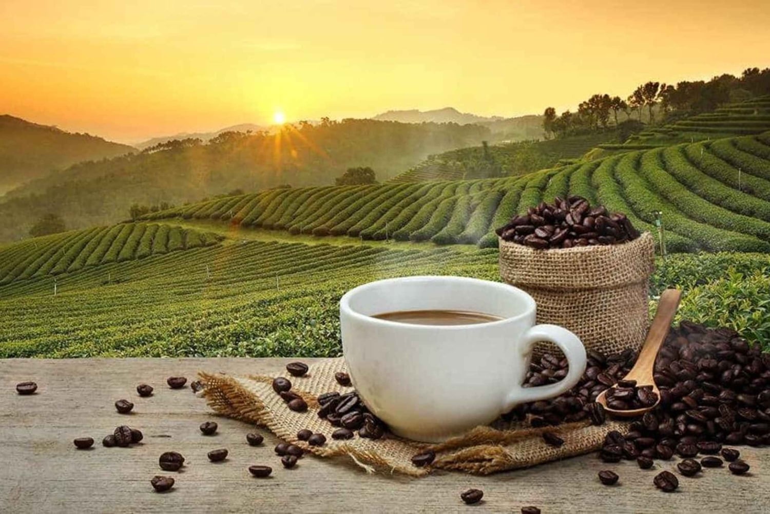 ザンジバル：コーヒーと紅茶のプランテーションツアー（試飲・試食付き）