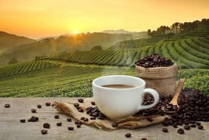 ザンジバル：コーヒーと紅茶のプランテーションツアー（試飲・試食付き）