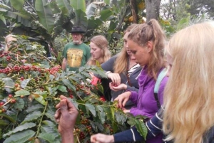 ザンジバル：コーヒーと紅茶のプランテーションツアー（試飲・試食付き）